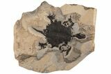 Incredible, Fossil Turtle (Apalone) - Green River Formation #122208-2